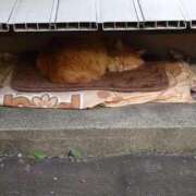 ヒメ日記 2025/12/04 11:14 投稿 ゆかり 出会い系人妻ネットワーク 春日部〜岩槻編