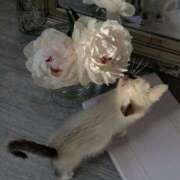 ヒメ日記 2025/12/16 20:43 投稿 ひま 東京デザインリング錦糸町店