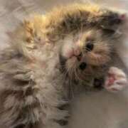 ヒメ日記 2025/12/22 17:34 投稿 ひま 東京デザインリング錦糸町店