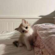 ヒメ日記 2025/12/03 14:51 投稿 ひま S級美女専門　ロイヤルリング