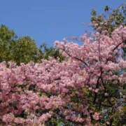 ヒメ日記 2026/03/08 13:27 投稿 藤咲まこと グランエステ東京 品川（シンデレラグループ）