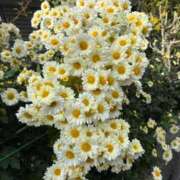 ヒメ日記 2025/12/07 12:18 投稿 しおり カクテル(岡山)