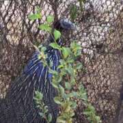 ヒメ日記 2025/12/08 20:48 投稿 しおり カクテル(岡山)