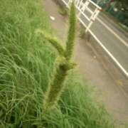 しおり バグじゃらし カクテル(岡山)