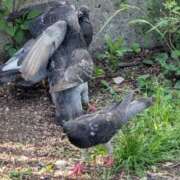 しおり 広告発見伝 カクテル(岡山)