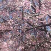 ヒメ日記 2026/04/21 14:16 投稿 音羽みい ABC 岩手ソープ