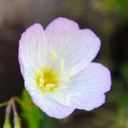 ヒメ日記 2025/11/15 17:43 投稿 藤咲 は な La elf（ラ・エルフ）