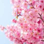 ヒメ日記 2026/04/03 15:23 投稿 藤咲 は な La elf（ラ・エルフ）