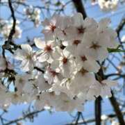 ヒメ日記 2026/04/04 10:53 投稿 藤咲 は な La elf（ラ・エルフ）