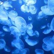 ヒメ日記 2025/09/20 11:01 投稿 れな 渋谷じゃっくす