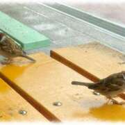 ヒメ日記 2025/11/25 07:20 投稿 れな 熟女家 豊中蛍池店