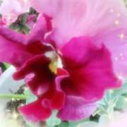 ヒメ日記 2026/01/19 18:29 投稿 れな 熟女家 豊中蛍池店