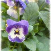 ヒメ日記 2026/04/02 08:29 投稿 れな 熟女家 豊中蛍池店