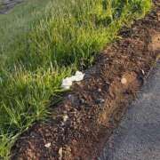 ヒメ日記 2026/01/18 19:17 投稿 きり 土浦ハッピーマットパラダイス