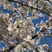 ヒメ日記 2026/04/05 10:07 投稿 きり 土浦ハッピーマットパラダイス