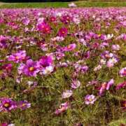 ヒメ日記 2025/09/25 15:20 投稿 ちよ未経験 マダム可憐