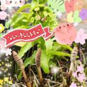 ヒメ日記 2026/03/23 22:53 投稿 ちよ未経験 マダム可憐