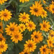 ヒメ日記 2025/11/04 11:06 投稿 小山みり とびきりかわいい専門～You:More～