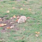 ヒメ日記 2025/11/18 21:47 投稿 小粒うめ とびきりかわいい専門～You:More～