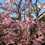 ヒメ日記 2026/02/24 12:19 投稿 ひなこ 白いぽっちゃりさん五反田店