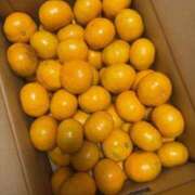 ヒメ日記 2025/12/19 06:58 投稿 きなこ バイオレンス