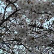 ヒメ日記 2026/04/04 21:25 投稿 ちかげ 熟女家 ミナミエリア店