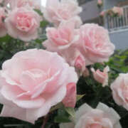 ヒメ日記 2025/09/22 11:15 投稿 野原るう セカンドパートナー