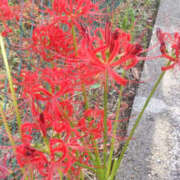 ヒメ日記 2025/09/30 19:20 投稿 野原るう セカンドパートナー