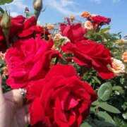 ヒメ日記 2025/10/13 16:15 投稿 野原るう セカンドパートナー