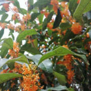 ヒメ日記 2025/10/17 23:55 投稿 野原るう セカンドパートナー