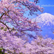 ヒメ日記 2026/04/02 18:01 投稿 ともみ 熟女の風俗最終章 宇都宮店