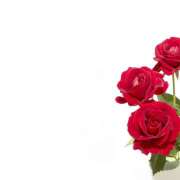 ヒメ日記 2025/12/07 18:58 投稿 シロモ 名古屋デッドボール