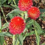 ヒメ日記 2025/09/19 15:21 投稿 吉井くみか 大阪ぽっちゃり妻 谷九店