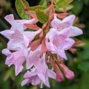 ヒメ日記 2025/09/20 15:16 投稿 吉井くみか 大阪ぽっちゃり妻 谷九店