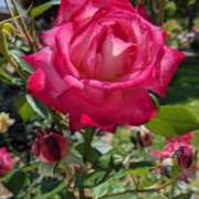 ヒメ日記 2025/09/20 17:04 投稿 吉井くみか 大阪ぽっちゃり妻 谷九店