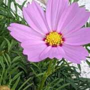 ヒメ日記 2025/09/28 16:23 投稿 吉井くみか 大阪ぽっちゃり妻 谷九店