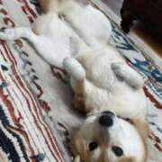 ヒメ日記 2025/09/27 15:09 投稿 ことの ぽっちゃりデリヘル倶楽部