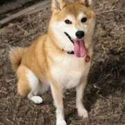 ヒメ日記 2025/10/01 23:40 投稿 ことの ぽっちゃりデリヘル倶楽部