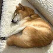 ヒメ日記 2025/10/11 21:49 投稿 ことの ぽっちゃりデリヘル倶楽部