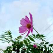 ヒメ日記 2025/10/14 15:49 投稿 ことの ぽっちゃりデリヘル倶楽部