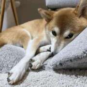 ヒメ日記 2025/11/08 16:54 投稿 ことの ぽっちゃりデリヘル倶楽部