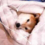 ことの うちのこのこのここしたんたん ぽっちゃりデリヘル倶楽部