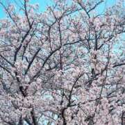 ヒメ日記 2026/03/30 17:49 投稿 ことの ぽっちゃりデリヘル倶楽部