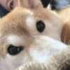 ことの ぽっちゃりデリヘル倶楽部（鶯谷/デリヘル）