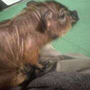 ヒメ日記 2026/03/27 02:15 投稿 たぴ ドM女学園大阪