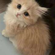 ヒメ日記 2026/04/11 18:26 投稿 浜辺かのん 皇帝別館（こうていべっかん）