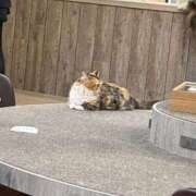 ヒメ日記 2025/11/14 15:24 投稿 りん 学園collection