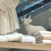 ヒメ日記 2025/11/18 13:54 投稿 りん 学園collection