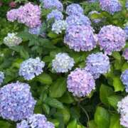 ヒメ日記 2026/06/17 11:46 投稿 まさみ ママれもん 日暮里店