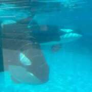 ヒメ日記 2026/03/12 01:58 投稿 みゆき LOVE横浜店(Iグループ)